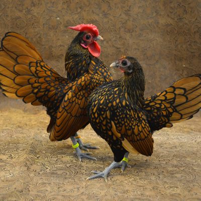 Delightful Gold and Silver Sebright Bantam Chickens